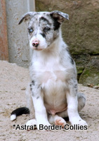 Blue merle, Male, Smoothish border collie puppy